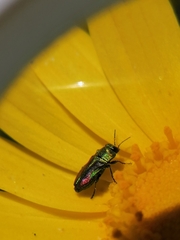 Bilyaxia concinna