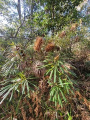 Banksia collina