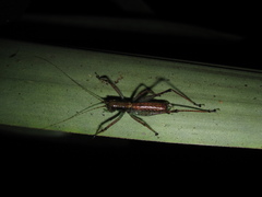 Listroscelidinae