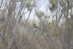 Acanthiza robustirostris