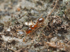 Solenopsis molesta
