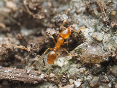 Solenopsis molesta
