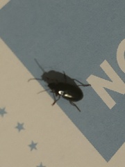 Notiobia terminata