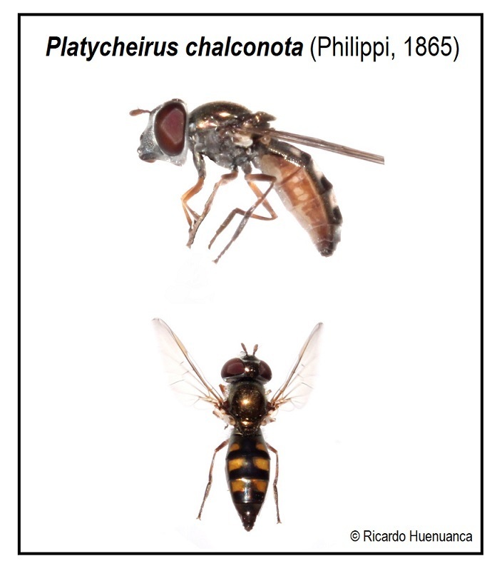 Platycheirus chalconota