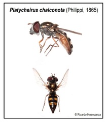 Platycheirus chalconota