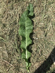Taraxacum officinale