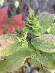 Procecidochares atra