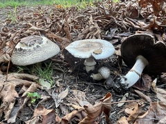 Agaricus deardorffensis