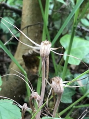 Arachnitis uniflora