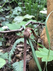 Arachnitis uniflora