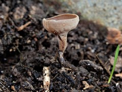 Ciborinia camelliae