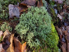 Cladonia furcata