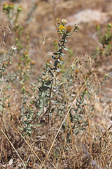 Heterotheca hirsuta
