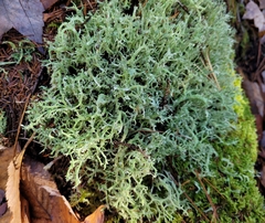 Cladonia furcata