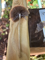 Parasola conopilea