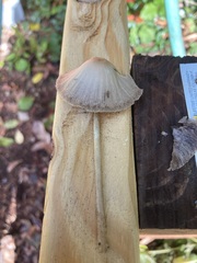 Parasola conopilea