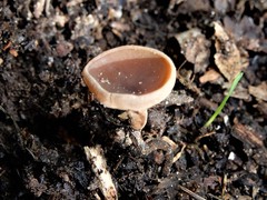 Ciborinia camelliae