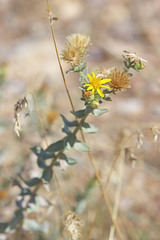 Heterotheca hirsuta