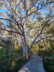 Eucalyptus racemosa