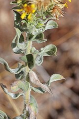 Heterotheca hirsuta