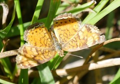 Phyciodes tharos riocolorado