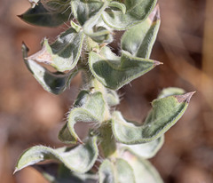 Heterotheca hirsuta