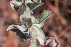 Heterotheca hirsuta