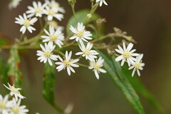 Olearia lirata