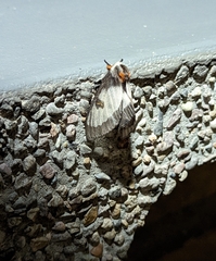 Hemileuca nevadensis