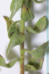 Heterotheca hirsuta