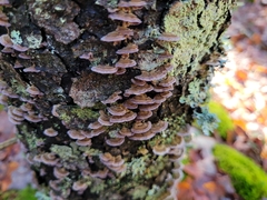 Trichaptum abietinum