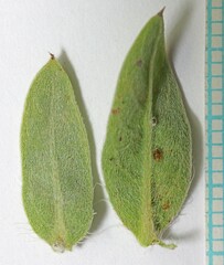 Heterotheca hirsuta