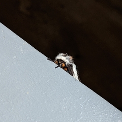 Hemileuca nevadensis