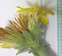 Heterotheca hirsuta