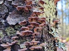 Trichaptum abietinum