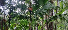 Pinanga