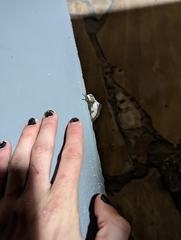 Hemileuca nevadensis