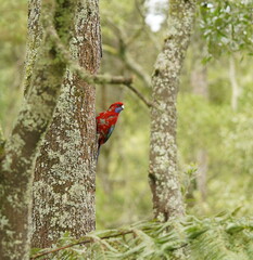 Platycercus elegans elegans