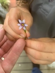 Sisyrinchium micranthum