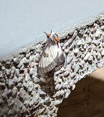 Hemileuca nevadensis