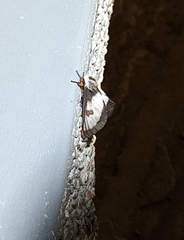 Hemileuca nevadensis