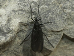 Penthetria heteroptera