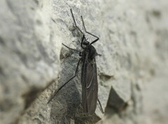 Penthetria heteroptera