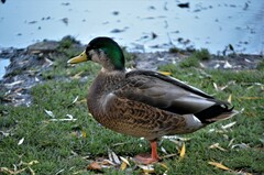 Anas rubripes × platyrhynchos