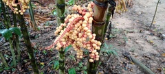 Pinanga