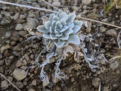 Physaria didymocarpa