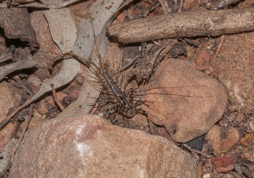 Allothereua maculata
