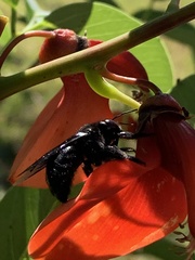 Xylocopa strandi