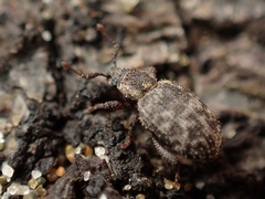 Cathormiocerus curvipes