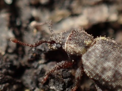 Cathormiocerus curvipes